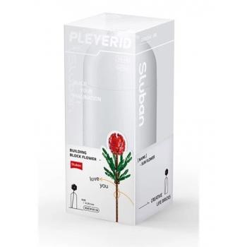 Sluban - Tibouchina urvilleana - Tibouchina urvilleana